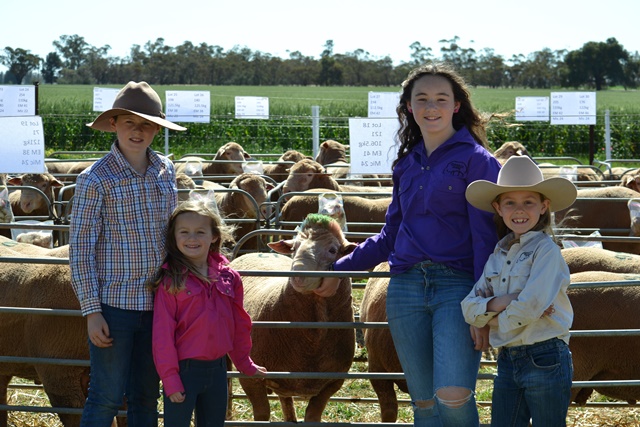 Erindale Crazy hair ram 21 Jay, Billie Leah & Sasha with crazy hair ram,